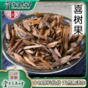 不薰喜樹果 500g 別名千丈樹 水栗子【原材批發】