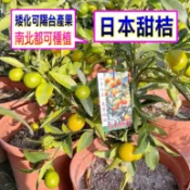 日本甜桔🟡結果矮化盆栽🟡〈急速24出貨〉 金桔 金棗 日本甜桔 金蛋蜜桔 樹苗 果苗 矮化果樹 矮生盆栽 水果苗 金桔樹