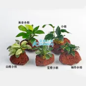 (店+)白斑小榕火山岩造景石(AC草影)
