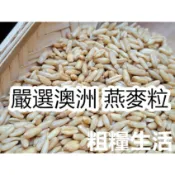 『穀粉茶包小棧』《嚴選澳洲 燕麥粒》未磨粉/ 粒粒飽滿 高纖 易煮食~精選雜糧~||夾鏈袋真空包裝 || 燕麥 燕麥仁