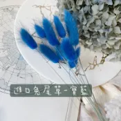 進口不凋兔尾草 夏季 馬卡龍新色（寶藍）乾燥花束 花材 新娘秘書 永生花 卡斯比亞 玫瑰 蠟燭 桌花