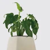 │ 方盆系列 │ 小天使蔓綠絨 - 廚浴植物 水耕盆栽 空氣淨化