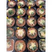 Haworthia ハオルチア属 百合科 一物一拍 ｜8/31新上架 瑪琳玉露錦 帶盆寄