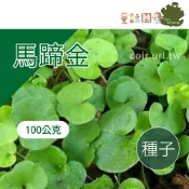【花園夢想家】馬蹄金草籽（珍珠草）~100g 葵苔 過牆風 小金錢草  小圓形的葉片  柔軟亮綠  童話園藝