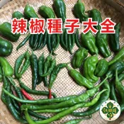 🌶️辣椒種子大全🌶️隔日達 陽台盆栽易種 高產量 可食用觀賞 當年邢種  盆栽陽台可種 廚房香料 做菜調味