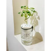 ☘️雪花福祿桐☘️富貴吉祥、常綠灌木風水植物
