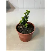 綠園-綠鑽羅漢松-3寸盆