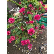 桃紅色 或火炬型九重葛的枝條 很容易活10枝才出貨ㄡ