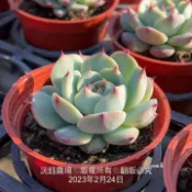 沅鈺農場   多肉植物   桃太郎（露養植物輕微曬傷）
