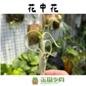 (店+)《花田多肉》🌵【花中花】 Tillandsia intermedia Mez.  空氣鳳梨/空鳳/室內植物