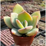 一吋迷你盆【白鳳】多肉植物|多肉|景天科｜療癒小物| 組盆|可愛|［Xuan肉園］