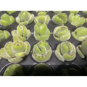 【星辰多肉】綠熊  砍頭無根 1吋育苗盤。多肉植物，療癒，觀葉，多肉。（寄送會掉葉，可接受再下單）
