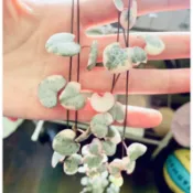 愛之蔓錦，可垂掛～多肉植物可🈵️100出貨