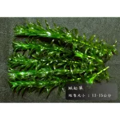 蜈蚣草 \ 水蘊草 水草 50株/90元