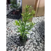 羅漢松苗 ☆定價50