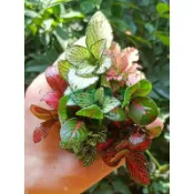 【店家嚴選】網紋草 苔蘚微景觀 植物 生態缸 水陸缸 魚缸造景 DIY材料 鮮活綠植 蕨類