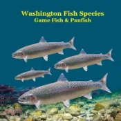 【三民網路書店】Washington State Game Fish and Panfish Species Kids Book: Great Book About the Different Types of Fish in Washington State 作者：Kinsey Marie