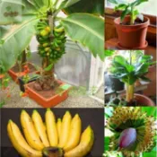 香蕉種子 超多款稀有香蕉種子 四季種植蘋果蕉矮生香蕉樹粉蕉小米蕉皇帝蕉庭院盆栽特色水果種子新手好種