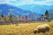 【Lion Travel 雄獅旅遊】南投旅遊｜99購物節含小費｜楓樺台一渡假村落羽松.小瑞士花園.九九峰氦氣球樂園.秋季清境農場夢幻山景二日 出發地點：台北、桃園