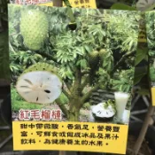 紅毛榴槤 請先洽詢 實生苗 樹苗 盆栽 紅毛榴槤苗 刺果番荔枝 保健水果 類釋迦 不是 阿娜娜 山刺番荔枝 羅李亮 榴槤
