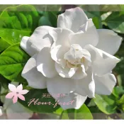 芙菈朵森林 日本梔子花 達摩梔子花 大花玉堂春 圓葉玉堂春 黃梔子 梔子花 山黃梔 香花植物 綠籬植物 觀賞花卉