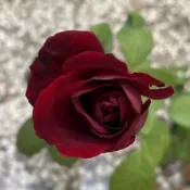 《日本武士》🈶貨 🌹 玫瑰花盆栽苗 🌹 玫瑰苗 🌹 玫瑰花苗 🌹 玫瑰盆花 🌹玫瑰花🌹