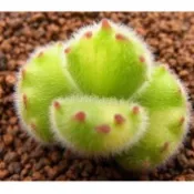 [時花]  多肉種子 黃熊/熊童子錦斑