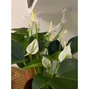 白火鶴6吋盆 [白天使火鶴花 白色火鶴花盆栽 ] 活體室內植物盆栽 送禮小品盆栽~ 室內辦公室盆栽 開店賀禮實物拍攝