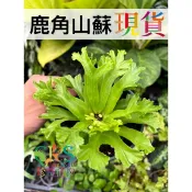鹿角 山蘇 蕨類 雨林 山蘇 觀葉 蕨類 室內栽培 簡單小品 新手入門 造景 生態瓶﹝珍奇植物 CarnivoRUs﹞