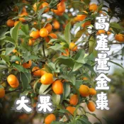 【大果高產金棗】4吋盆 水果苗 嫁接苗 果樹苗 樹苗 果樹盆栽
