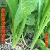 蔬菜種子大葉春菜種子 老品種春芥菜種子 菜籽蔬菜種子 四季春菜