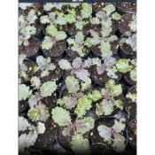 MJ植材工作室-紫葉羽衣甘藍 紫羽衣甘藍  在家當農夫