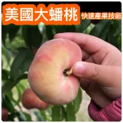 美國大蟠桃🟡台灣南北 陽台 農地 盆栽 皆可產果 蟠桃 蟠桃苗 樹苗 果苗 矮化果樹 矮生盆栽 矮化盆栽 水果苗