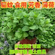 🔥薄荷種子🍓多款薄荷種子  食用薄荷 貓薄荷 夏季驅蚊 發芽率高 價格實惠 芬香