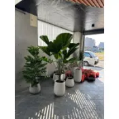 南洋杉、花旗衫、肯氏南洋杉