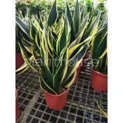 ●○植宅●○霸王虎尾蘭●○5/6吋●○觀葉植物●○
