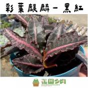 《花田多肉》🌵【彩葉麒麟-黑紅】 3吋盆 多肉植物/大戟科/麒麟/戶外植物