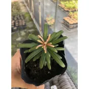 【安舶園藝】鶴頂紅羅漢松，3.5吋盆，高5～15cm