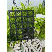 當天出貨全年無休 植床板 鹿角蕨上板 植生板 上板 蕨類 植物上板 上板 上板神器 鹿角蕨 苗床