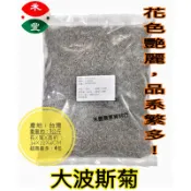 農友 大波斯菊種子｜1公斤裝｜混合色｜園藝花卉｜秋英｜波斯菊｜秋櫻｜苕帚梅｜掃帚梅｜帚梅｜大春車菊｜大春菊｜格桑花