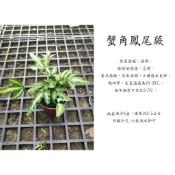 心栽花坊-蟹角鳳尾蕨/蟹腳鳳尾蕨/白玉鳳尾蕨/3吋/綠化植物/室內植物/觀葉植物/蕨類/特價60