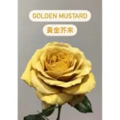 黃金芥末 強健切花花開持久玫瑰花月季 3.5吋 5吋玫瑰 復古黃盆栽 苗 植株