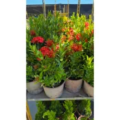 李家果苗 紅仙丹花 6吋盆 開花植物 圍籬植物 高度20公分 特價130元 超商最多寄兩顆