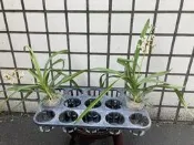【山谷野生蘭】雅美萬代蘭 Vanda lamellata (實生苗)