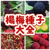 💥純甜楊梅種子 ym 大果楊梅種子 今年新籽 發芽率高 產量高 適應性強 長勢旺盛  營養豐富 新手易種易活