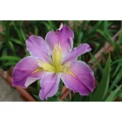 🌱鳶尾花-西施(水生)│(編號:I18)#鳶尾