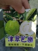 ╭＊田尾玫瑰園＊╯水果苗-(津翠芭樂)4吋高80CM200元