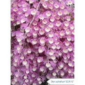 紅天宮瀑布蘭~天宮石斛蘭品種大搜集基本款