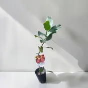 植物空間 四季蓮霧5寸白玉蓮霧 紅巴掌蓮霧 香水巴掌蓮霧 黑金剛蓮霧 巧克力蓮霧 果苗 果樹 嫁接苗 水果植物