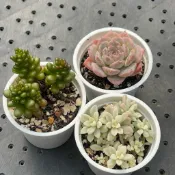小紅莓 奇異恩典 姬秋麗錦 2寸組合 微笑多肉 ｜多肉植物｜小盆栽｜療癒盆栽｜陽台植物｜新手入門